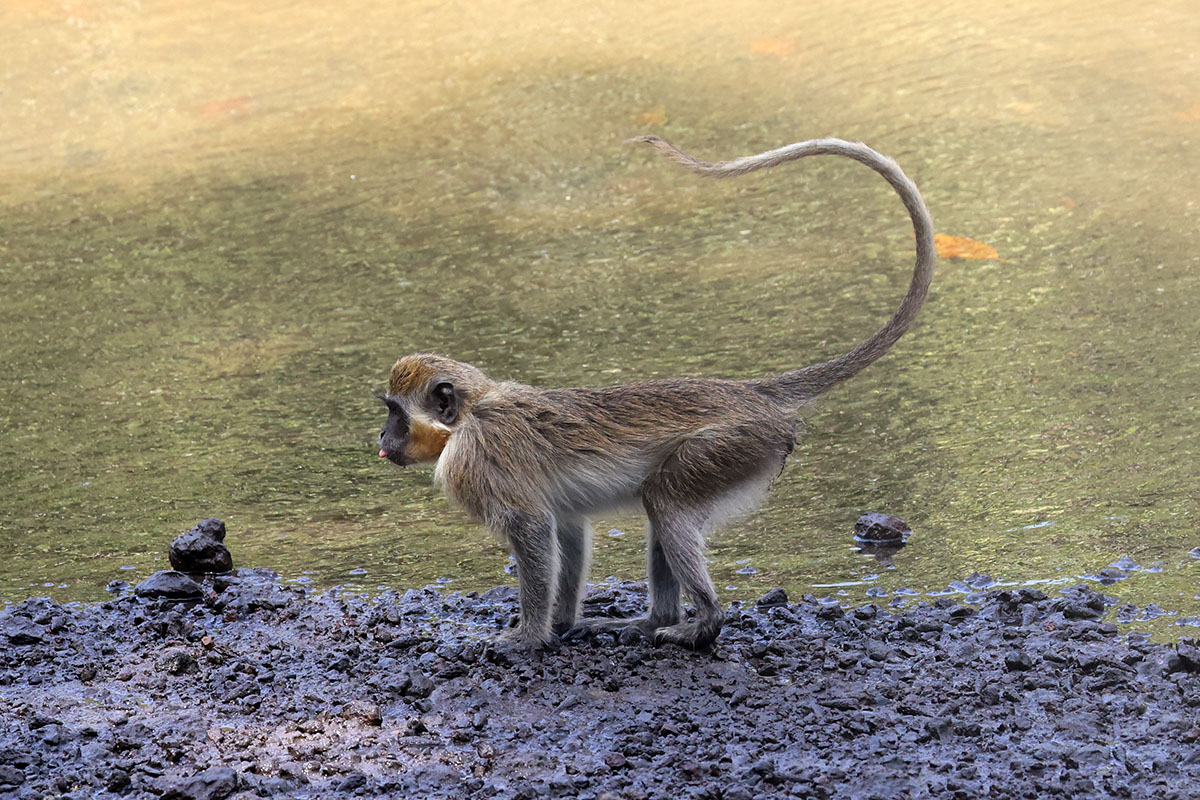 Green vervet monkey